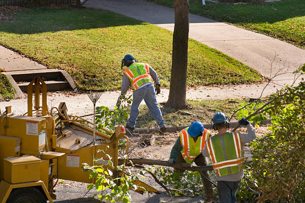 How Our Tree Care Process Works  in Morristown, IN